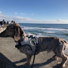 犬のてんかん 愛犬 健康 長生き ブログ