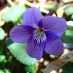 散歩道のプロフィール