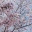 Sakuraのサムネイル