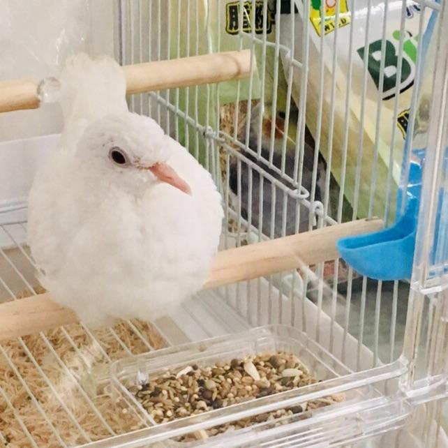 銀鳩の雛を飼い始めました ギンバトひよりちゃんのブログ