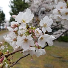 意識不明 目が開いた わすれないで 父が突然の脳出血 今も意識不明が続く介護