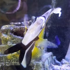 オキシドール効いたんじゃない ﾟ ﾟ ノビ ボンの海水魚奮闘記