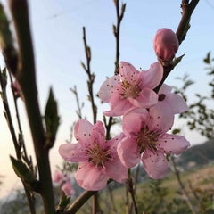 ちいべのプロフィール
