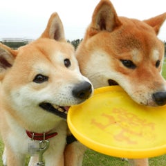 こてかんママのプロフィール