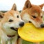 こてかんママのサムネイル