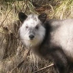 北のかもしかのプロフィール