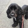もかちゃんのプロフィール