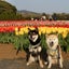 sakuratosumiretotubakiのサムネイル