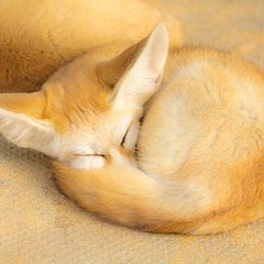 みゆのプロフィール