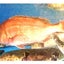 き鯛のサムネイル