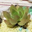 faraのサムネイル