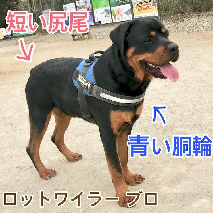 悲しいお知らせ 迷子犬ブロ捜索ブログ