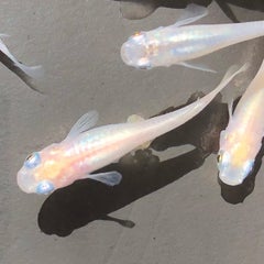 ダイソーの商品でメダカ飼育 できるかな 鬼菊めだかのメダカ日記 ダイソーの商品でメダカ飼育 できるかな 鬼菊めだかのメダカ日記