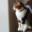 画像 シューイチランナー三毛猫のユーザープロフィール画像