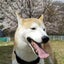 画像 愛犬コロとの日々のユーザープロフィール画像