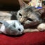 画像 marimamacafe……グルメと愛猫のお話のユーザープロフィール画像