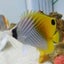 butterflyfishのサムネイル