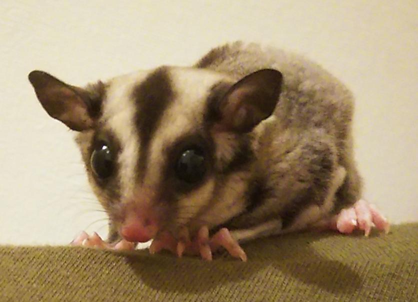 やまちゃん