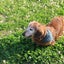 loving4dogsのサムネイル