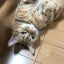 ひかるのサムネイル