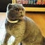 にゃーちゃんのサムネイル