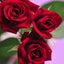 画像 rose gardenのブログのユーザープロフィール画像