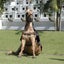 画像 balukiのブログ・タイのパタヤで馬に乗るのユーザープロフィール画像