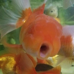 ヘラブナ飼育餌編٩ ᐛ وヘラブナのエサ 金魚king ヘラブナ飼育餌編٩ ᐛ وヘラブナのエサ 金魚king