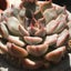 画像 植物女子ベランダー多肉サボ子の植物日記のユーザープロフィール画像