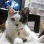画像 猫と徒然日記in札幌のユーザープロフィール画像