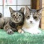 画像 【ネコノミカタ】～2024.9 FINAL～ ネコ好き男の日常のユーザープロフィール画像