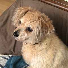 さなりゅうのプロフィール