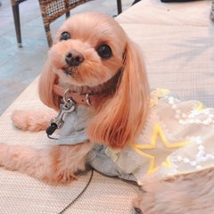 ミルキー先生♡（愛称：ミルコ）のプロフィール