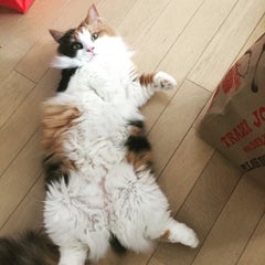 ささここのプロフィール