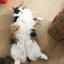 画像 ささここの猫と自由気ままな旅行ブログのユーザープロフィール画像