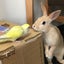 ナミゾウのサムネイル
