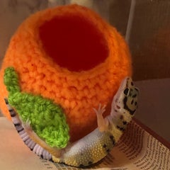 圧縮乾燥水苔を時短で戻す方法 レプタイム レオパとクレス 圧縮乾燥水苔を時短で戻す方法 レプタイム レオパとクレス