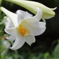 すみっこのプロフィール