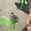 ごんのサムネイル