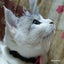 画像 肺がんの夫を支えた妻と猫～二人で桜、見れたねのユーザープロフィール画像
