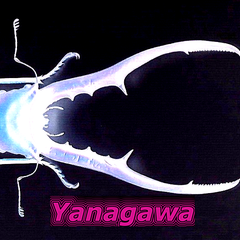 kuwa-yanagawaのプロフィール