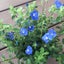 画像 cafe blue〜☆宿根草を中心にローメンテナンスな庭づくりのユーザープロフィール画像