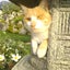 renのサムネイル