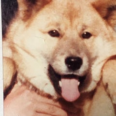 shibainu no shippo ゆる～い音楽生活！！のプロフィール