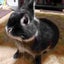 ぎゅぅー🐰大ちゃんのママのサムネイル