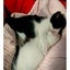 画像 ニャンコママのブログ(猫)のユーザープロフィール画像