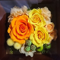 ゼラニウムの葉っぱが白くなる 風花のバラード ゼラニウムの葉っぱが白くなる 風花のバラード