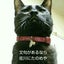 黒猫のサムネイル