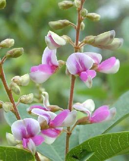かたはらに 秋ぐさの花 かたるらく ほろびしものは なつかしき