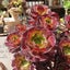 Kurumi Succulentsのサムネイル